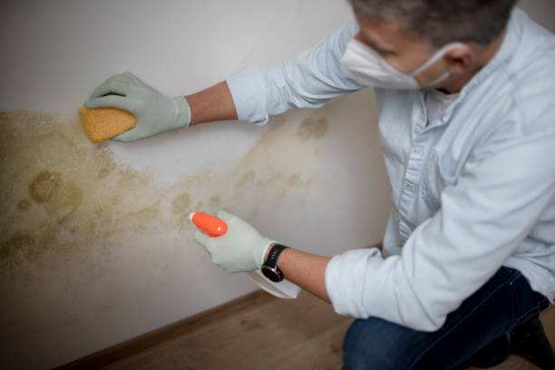 Best Commercial Mold Removal  in Wayne Heights, PA