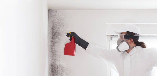 Mold Removal and Inspection in Wayne Heights, PA