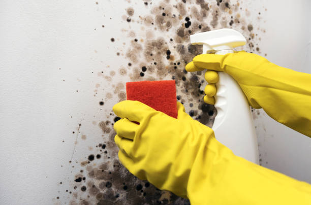 Best Mold Removal and Inspection  in Wayne Heights, PA