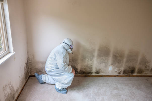 Best Residential Mold Removal  in Wayne Heights, PA