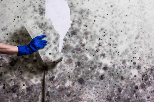 Best Certified Mold Removal  in Wayne Heights, PA