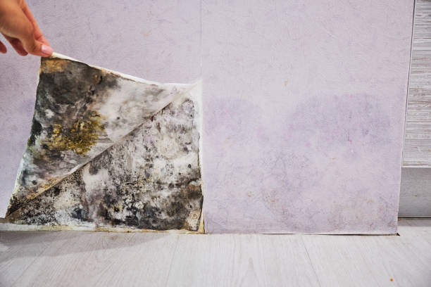 Best Mold Removal Near Me  in Wayne Heights, PA